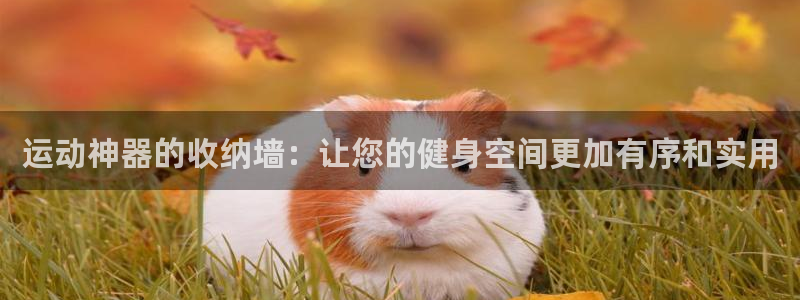 678官方集团官网：运动神器的收纳墙：让您的健身空间更加有序