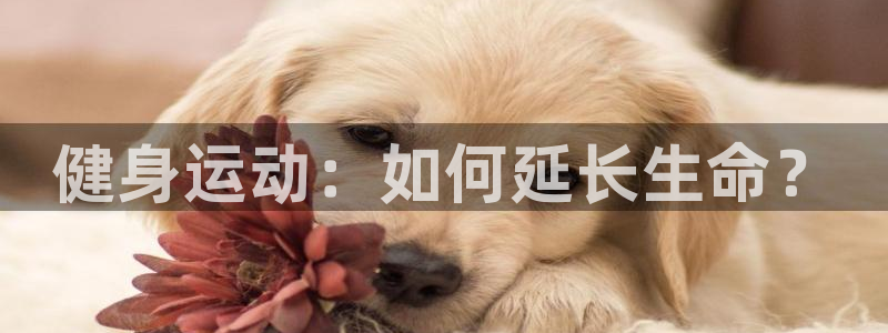熊猫体育官网首页入口