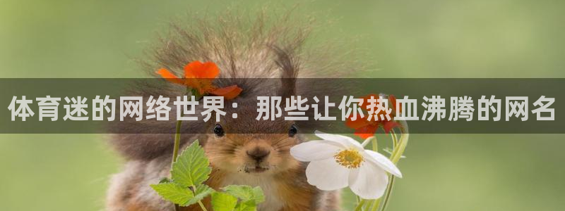 熊猫体育sports：体育迷的网络世界：那些让你热血沸腾的网名